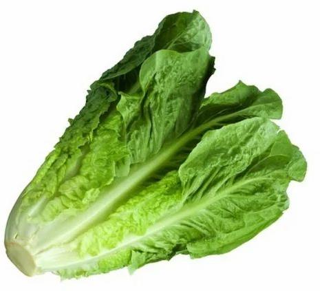 Fresh Romaine Lettuce, For Cooking, Human Consumption, Packaging Type : Net Bag