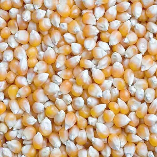 Organic Dried Maize Seeds, Shelf Life : 6 Months