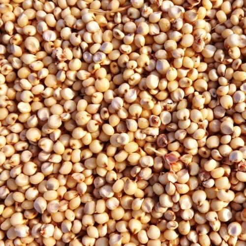 Organic Natural Jowar Seeds, Style : Dried