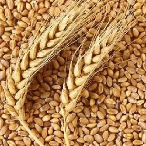 Organic Natural Wheat Seeds, Style : Dried