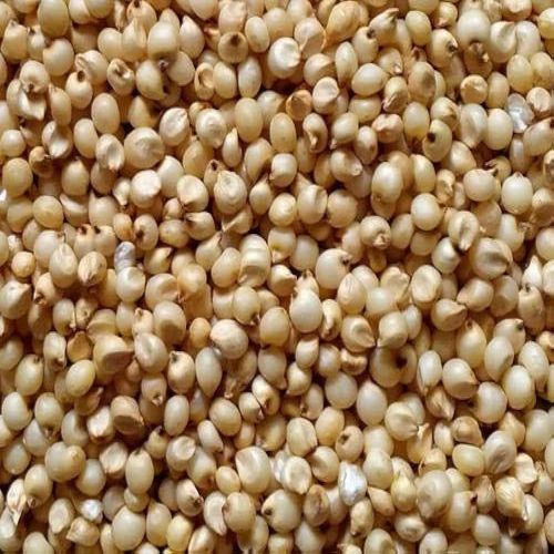 Organic Jowar Seeds, Style : Dried