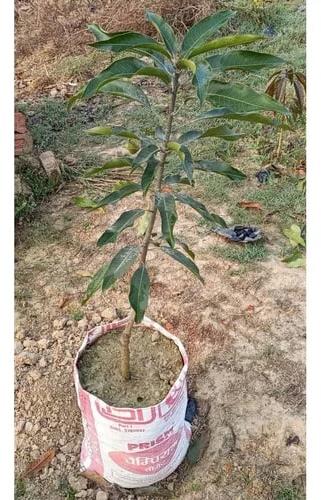 Green Organic Dashehari Mango Plants, For Plantation, Style : Perennial, Biennial