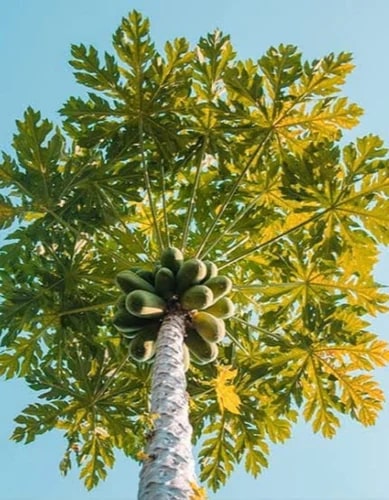 Organic Green Papaya Plants, Style : Natural