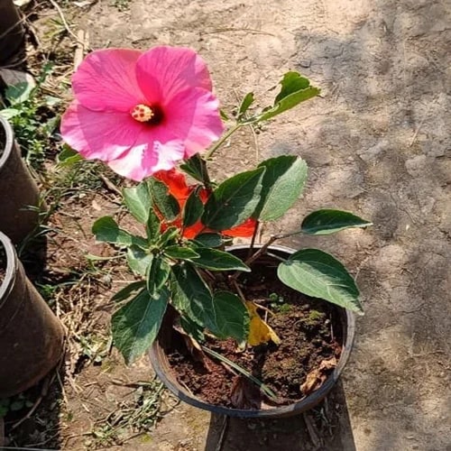 Green Organic Hibiscus Rosa Sinensis Plants