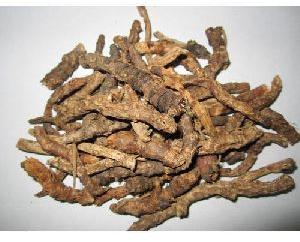 Picrorhiza Kurroa Extract, Purity : 100%