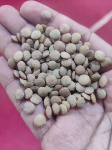 Lentils, Packaging Size : 25kg, Packaging Type : Green for Cooking