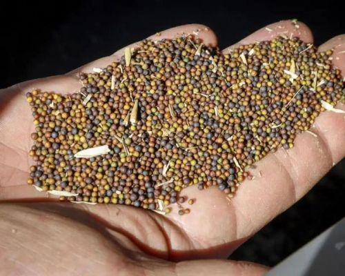 Common Rapeseeds, Packaging Type : Black, Brown, Green, Grey