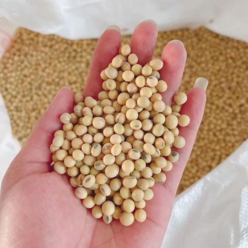 Organic SOYBEANS NON GM, Packaging Type : Plastic Packet, Plastic Can, Plastic Bottels, Glass Bottels