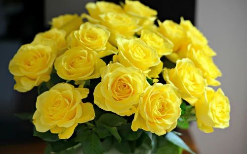 Natural Yellow Button Rose Flower, For Decoration, Gifting, Style : Fresh