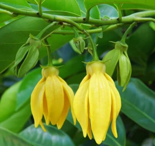 Yellow Sampangi Flower, Purpose : Decoration