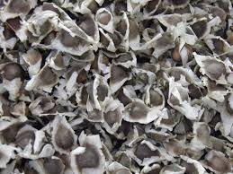 Murungai Vithai Powder, Style : Dried