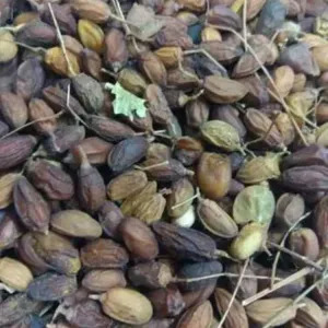 Brown Organic Neem Seeds, For Cosmetic, Medicine