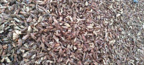 Dry Shrimp Waste, Certification : FDA Certified