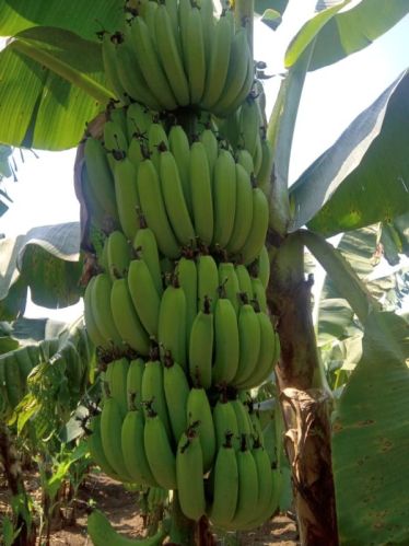 Green Banana, Packaging Type : Crate