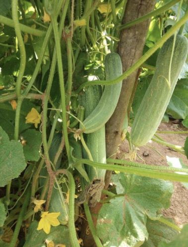 Cucumber Seed, Packaging Size : 5-10kg