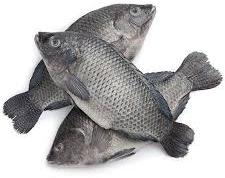 Tilapia Fish, For Cooking, Human Consumption