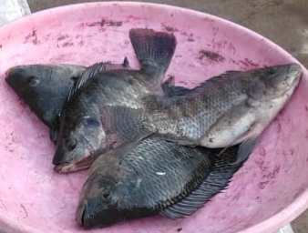 Tilapia Fish, For Cooking, Food, Human Consumption, Style : Fresh