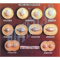 Animal Cell Division Mitosis Model, For Laboratory, Size : Standard