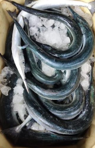 Green Kola Fish, For Hotel, Kitchen, Restaurants, Feature : Delicious Taste, Healthy