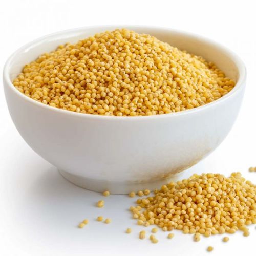 Yellow Natural Foxtail Millet Seeds, For Cooking, Cattle Feed, Packaging Type : Gunny Bag, Jute Bag