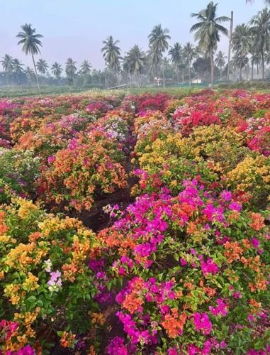 Multicolor Bougainvillea Flower Plant, For Decoration, Gardening