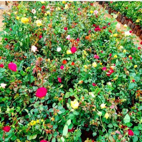 Multicolor Desi Gulab Plant, For Decoration, Gardening, Packaging Type : Bag