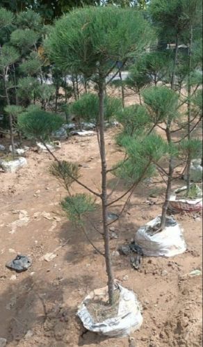 Common Green Kajorina Tapori Plant