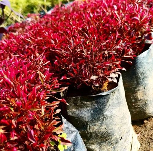 Red Leucothoe Plant