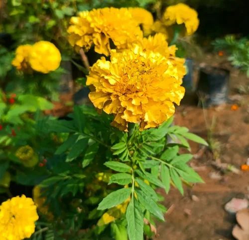 Yellow Marigold Flower Plant, For Decoration, Gardening