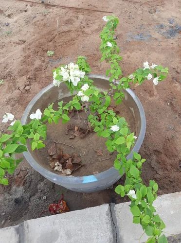 Green Common White Bougainvillea Plant, Feature : Freshness, Natural Fragrance