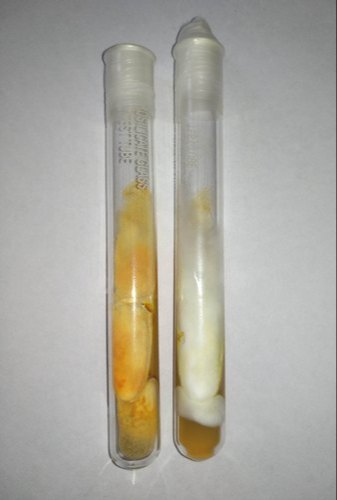 Liquid Cordyceps Militaris Pure Culture