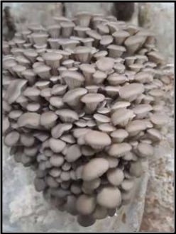 Organic Fresh Grey Oyster Mushroom, For Cooking, Packaging Type : Plastic Box