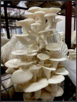 Organic Fresh White Oyster Mushroom, For Cooking, Packaging Type : Plastic Box