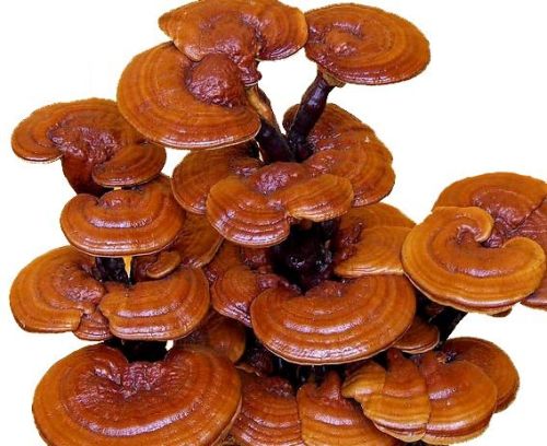 Natural Ganoderma Mushroom Spawn, Packaging Type : Plastic Bag, Loose