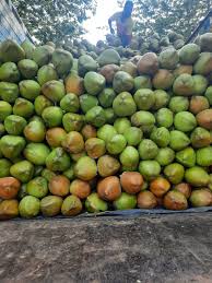 Green Fresh Tender Coconut, For Pooja, Medicines, Packaging Type : Gunny Bags