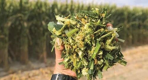 Brown Labline Corn Silage, For Animal Fodder, Packaging Type : PP Bags