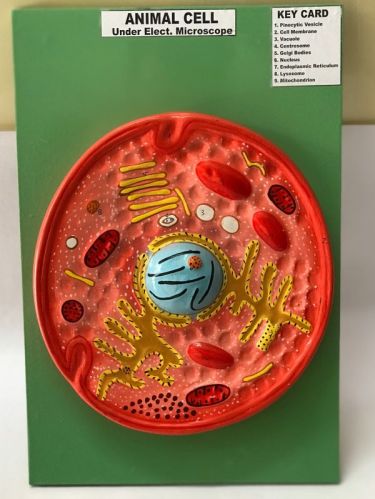 Wood Animal Cell Model For Laboratory