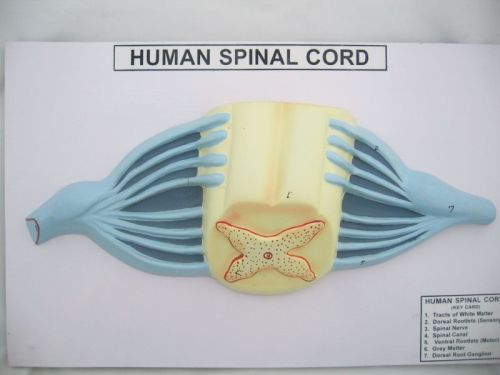 Polished PVC Plastic Human Spinal Cord For Laboratory