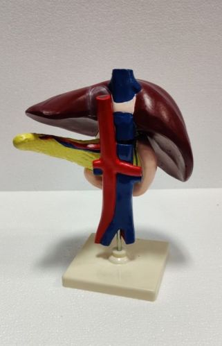 Liver, Pancreas And Duodenum Model For Lab Purpose