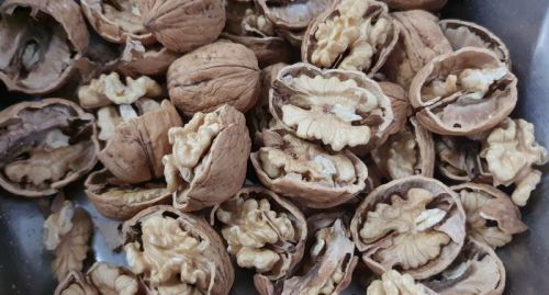 Hitesh Walnut, Shelf Life : 3 Month