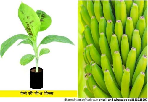 Samrat Banana Tissue Cultured Plants, Certification : ISO 9001:2008, DBT