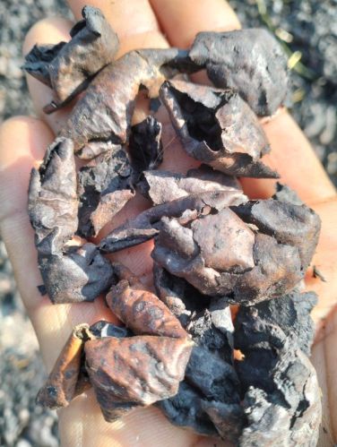 Walnut Green Shell, For Cosmetics, Polishing, Packaging Size : 5kg