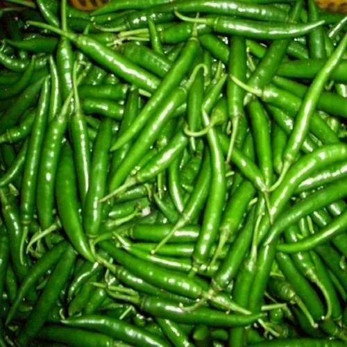 A Grade Fresh Green Chilli, For Cooking, Packaging Type : Bag