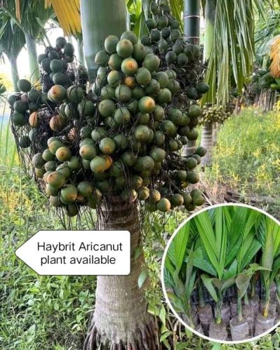 Green Hybrid Arecanut Plant, For Garden