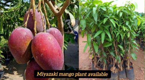 Natural Miyazaki Mango Plant, For Outdoor