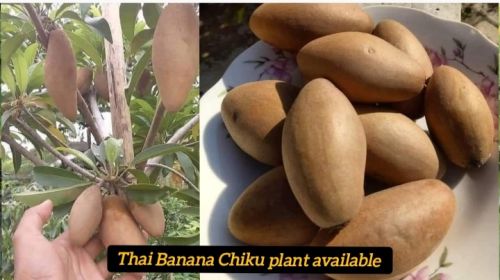 Common Thai Banana Chiku Plant