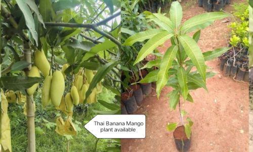 Yellow Thai Banana Mango Plant