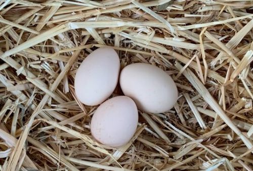 Ekwa Farm Fresh Eggs, Packaging Type : Tray