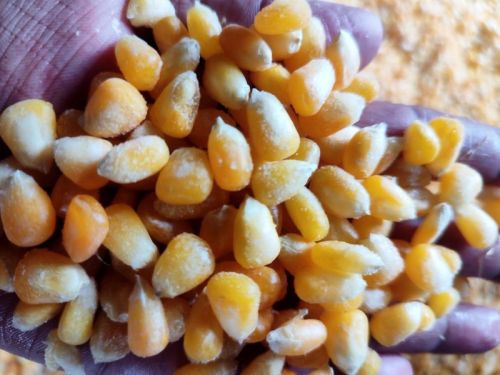 Organic Frozen Sweet Corn, For Cooking, Packaging Type : PP Bag