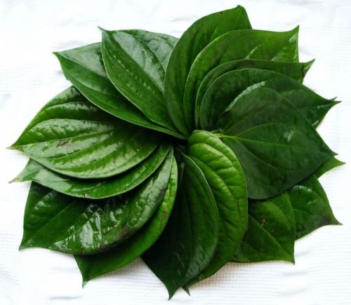 Natural Fresh Betel Leaves, Shelf Life : 20 Days